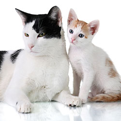 Introducing Your New Kitten To Your Older Cat...